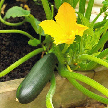 Black Beauty Zucchini Squash - Heirloom Squash / Zucchini Vegetable - 10 Seeds