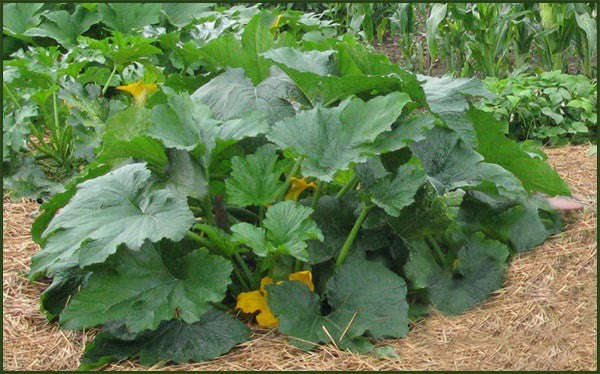Black Beauty Zucchini Squash - Heirloom Squash / Zucchini Vegetable - 10 Seeds