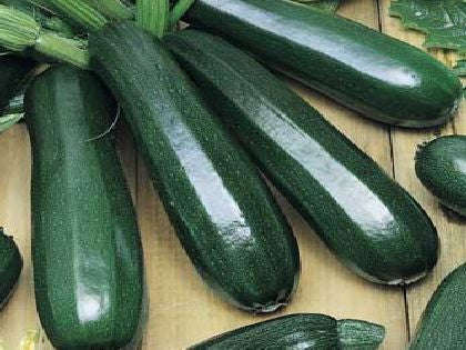 Black Beauty Zucchini Squash - Heirloom Squash / Zucchini Vegetable - 10 Seeds