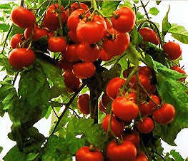 Marglobe Tomato - Solanum lycopersicon - Heirloom Vegetable - 50 Seeds