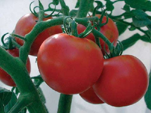 Rutgers Tomato - Solanum lycopersicon - Heirloom Vegetable - 50 Seeds
