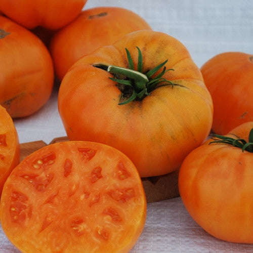 Kelogg's Breakfast Tomato - Solanum lycopersicon - Heirloom Vegetable - 10 Seeds