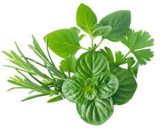 Mixed Herb Seeds - 200 seeds