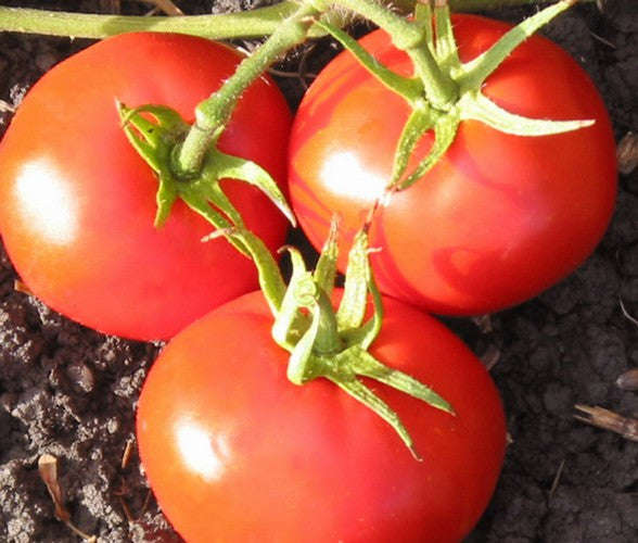 New Yorker Tomato - Solanum lycopersicon - Heirloom Vegetable - 10 Seeds