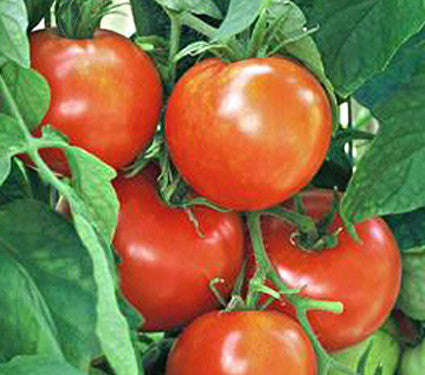 New Yorker Tomato - Solanum lycopersicon - Heirloom Vegetable - 10 Seeds