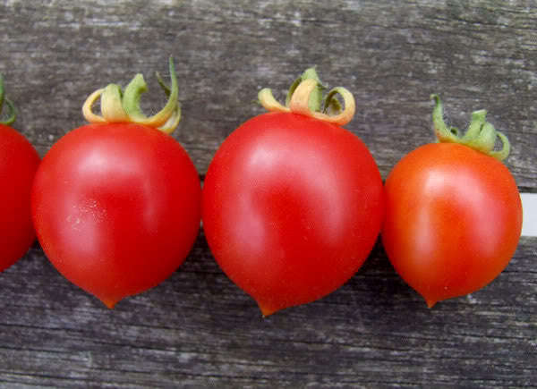Riesentraube Grape Tomato - Cherry Tomato - Solanum lycopersicon - Heirloom Vegetable - 10 Seeds