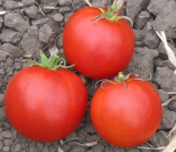 Wisconsin 55 Tomato - Solanum lycopersicon - Vegetable - 10 Seeds
