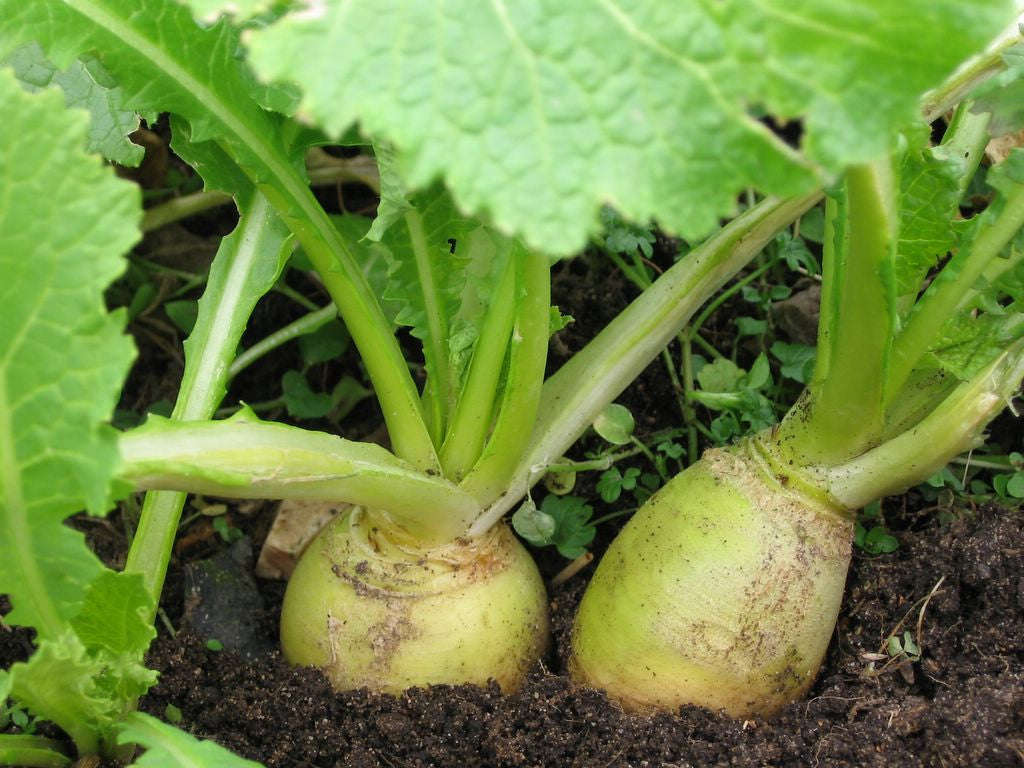 Golden Globe Turnip - Brassica rapa rapa - Heirloom Vegetable - 400 Seeds