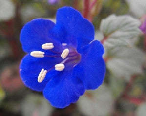 California Bluebell - Phacelia campanularia - Annual Flower - 300 Seeds