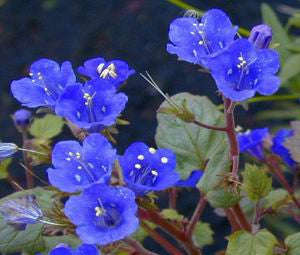 California Bluebell - Phacelia campanularia - Annual Flower - 300 Seeds