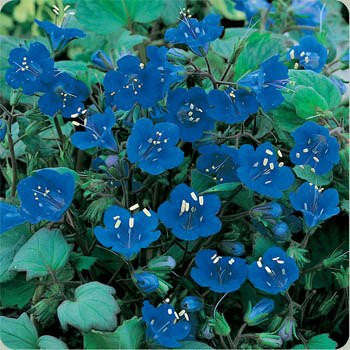 California Bluebell - Phacelia campanularia - Annual Flower - 300 Seeds