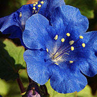 California Bluebell - Phacelia campanularia - Annual Flower - 300 Seeds