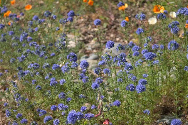 Globe Gilia - Gilia capitata - Annual Flower - 200 Seeds