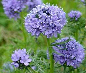 Globe Gilia - Gilia capitata - Annual Flower - 200 Seeds