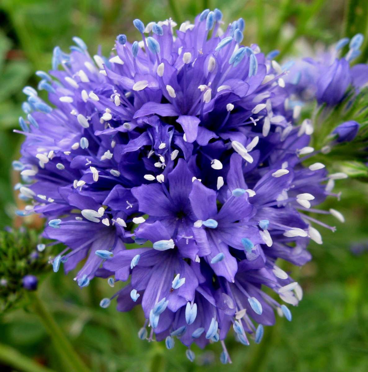 Globe Gilia - Gilia capitata - Annual Flower - 200 Seeds