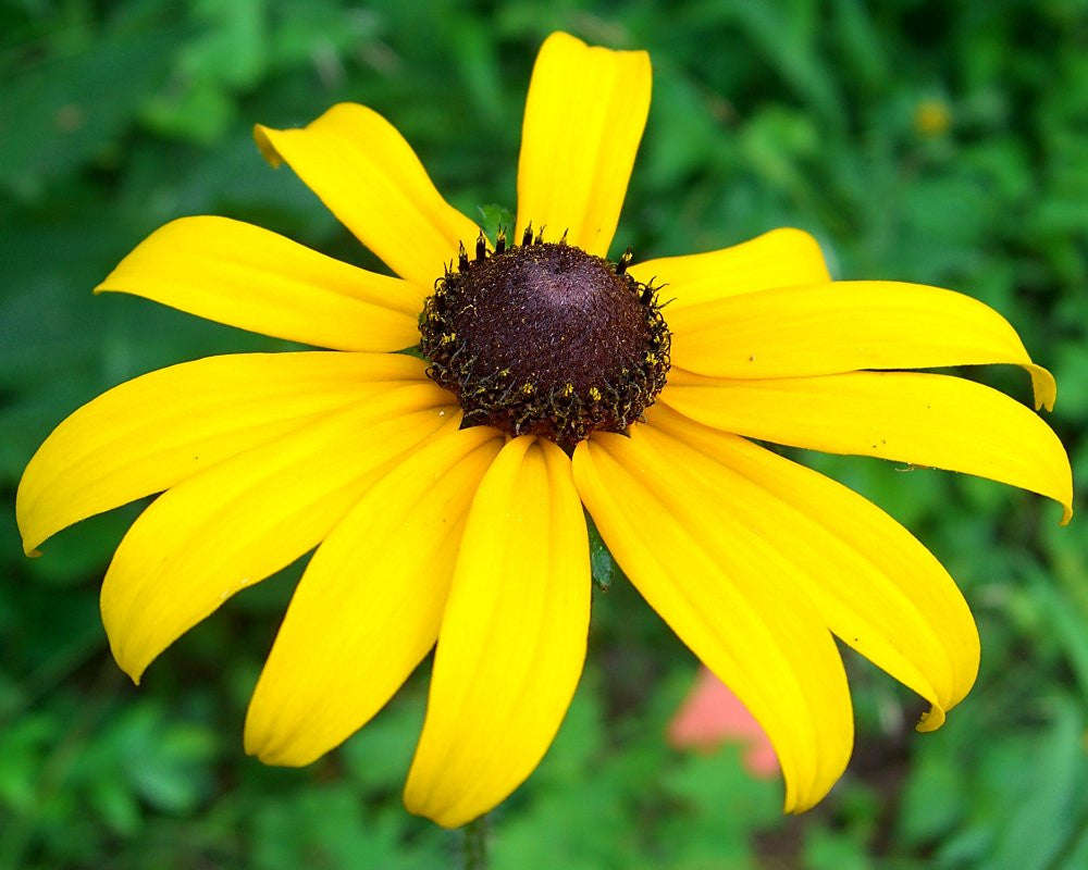 Black Eyed Susan - Rudbeckia - Annual Flower - 200 Seeds