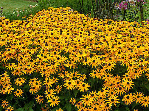 Black Eyed Susan - Rudbeckia - Annual Flower - 200 Seeds