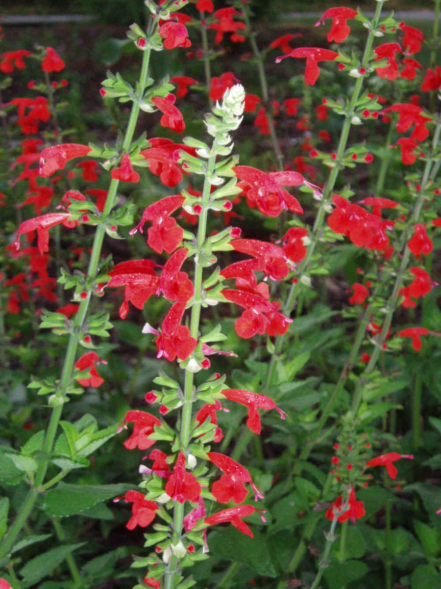 Red Sage - Salvia coccinea - Annual Flower - 100 Seeds