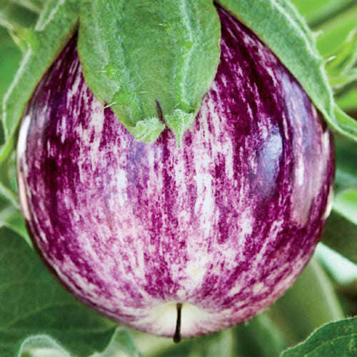 Pinstripe Eggplant - Solanum melongena - Vegetable - 5 Seeds - The Patio Vegetable Collection
