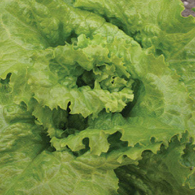 Blonde de Paris Batavian Crisphead Lettuce - Lactuca sativa - French Heirloom Vegetable - 200 Seeds
