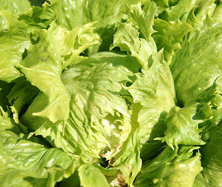 Blonde de Paris Batavian Crisphead Lettuce - Lactuca sativa - French Heirloom Vegetable - 200 Seeds