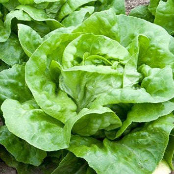 Butterhead Lettuce - Attraction - Lactuca sativa - Heirloom Vegetable - 250 Seeds