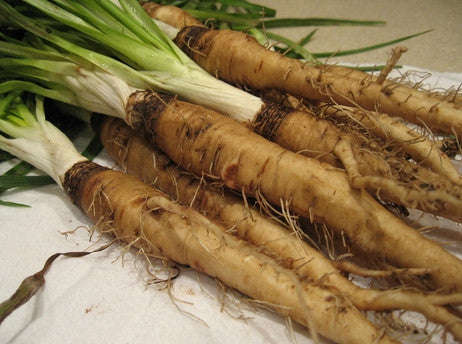 Purple Salsify - Oyster Plant - Heirloom Vegetable - 20 Seeds