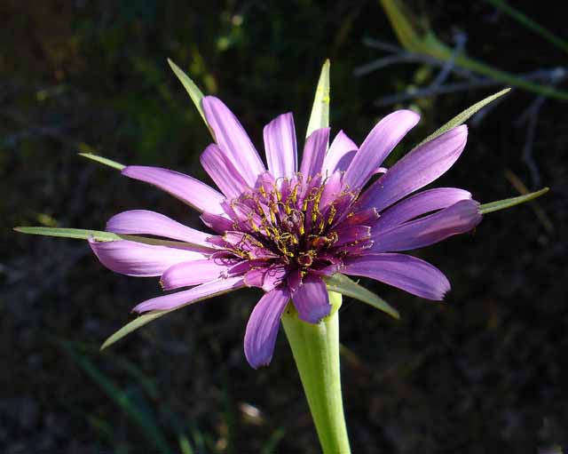 Purple Salsify - Oyster Plant - Heirloom Vegetable - 20 Seeds