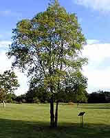 Catha edulis - Khat - Bushmans Tea - Indigenous Medicinal Tree - 10 Seeds