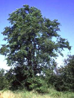 Catha edulis - Khat - Bushmans Tea - Indigenous Medicinal Tree - 10 Seeds