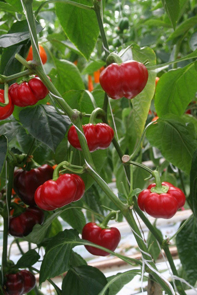 Pumpkin Chilli Pepper - Capsicum baccatum - 5 Seeds
