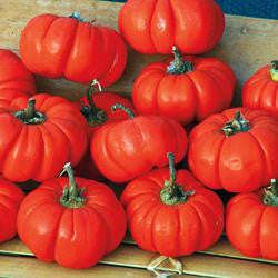 Pumpkin Chilli Pepper - Capsicum baccatum - 5 Seeds