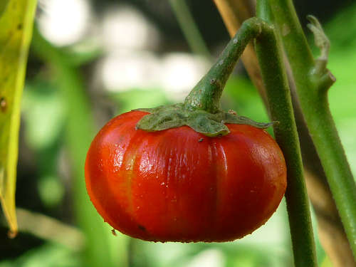 Pumpkin Chilli Pepper - Capsicum baccatum - 5 Seeds