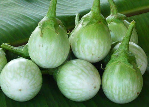 Thai Moon Round Eggplant - Solanum Melongena - 10 Seeds