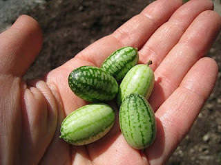 Organic Mouse Melon - Cucamelon - Miniature Watermelon - Rare Fruit Vine - Melothria scabra - 10 ...