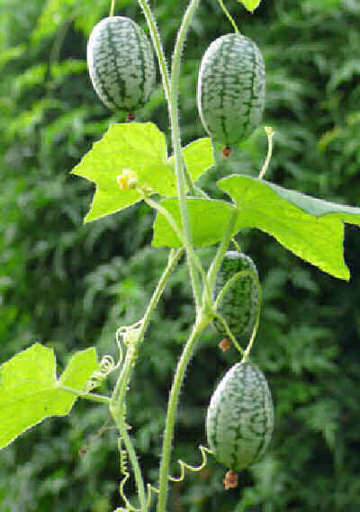 Mouse Melon - Cucamelon - Miniature Watermelon - Rare Fruit Vine - Melothria scabra - 5 Seeds