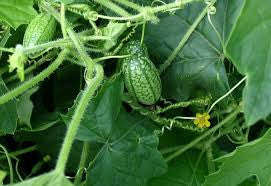 Organic Mouse Melon - Cucamelon - Miniature Watermelon - Rare Fruit Vine - Melothria scabra - 10 ...