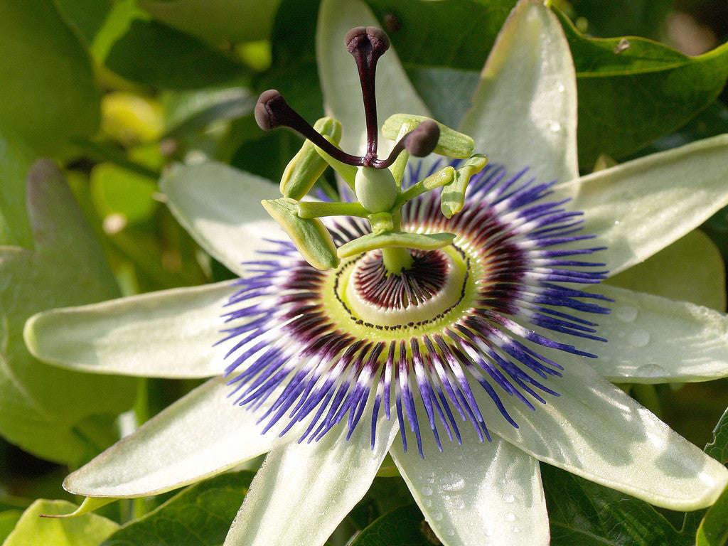 Blue Passion Flower - Ornamental Vine Fruit - Passiflora caerulea - 5 Seeds