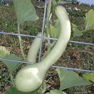 Tromboncino Gourd - Zuchetta Squash - Italian Heirloom Vegetable - 10 Seeds