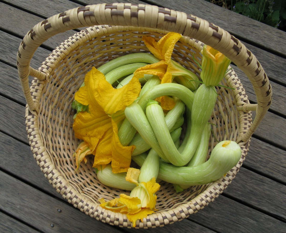 Tromboncino Gourd - Zuchetta Squash - Italian Heirloom Vegetable - 10 Seeds
