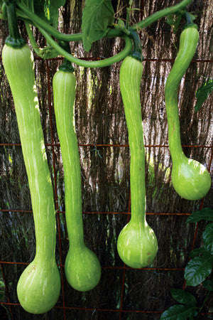 Tromboncino Gourd - Zuchetta Squash - Italian Heirloom Vegetable - 10 Seeds