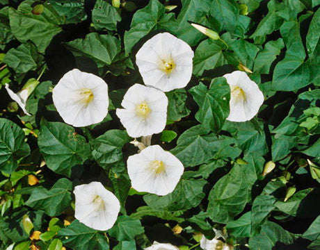 Moonflower Climbing Vine - Ipomoea ssp - 10 Seeds