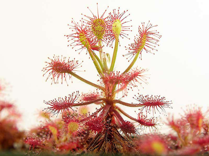 Drosera madagascariensis - African Carnivorous Plant - 10 Seeds