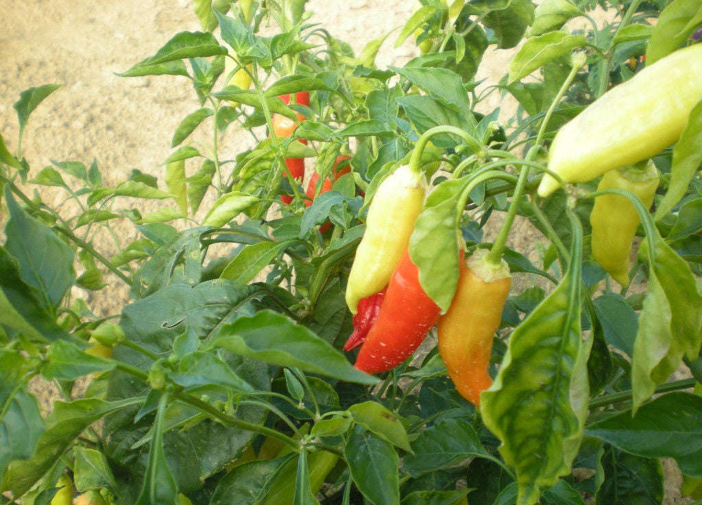 Don Juan Chilli Pepper - Capsicum Annuum - 5 Seeds
