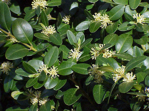 Common Boxwood Tree - Buxus sempervirens - Exotic Tree / Bonsai Tree - 5 Seeds