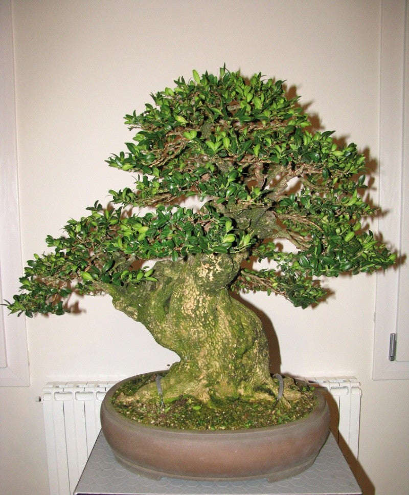 Common Boxwood Tree - Buxus sempervirens - Exotic Tree / Bonsai Tree - 5 Seeds