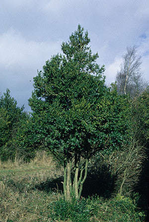 Common Boxwood Tree - Buxus sempervirens - Exotic Tree / Bonsai Tree - 5 Seeds