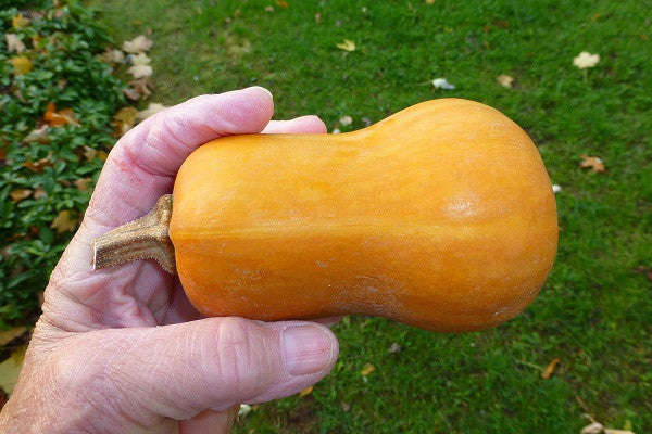Honeynut - Mini Butternut Squash - 10 Seeds - The Patio Vegetable Collection