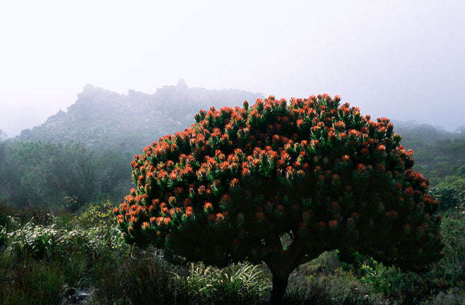 Mimetes fimbriifolius - Indigenous South African Protea - 5 Seeds