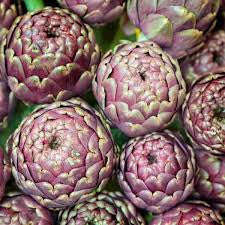 Violet de Provence Artichoke - Cynara scolymus - 10 Seeds